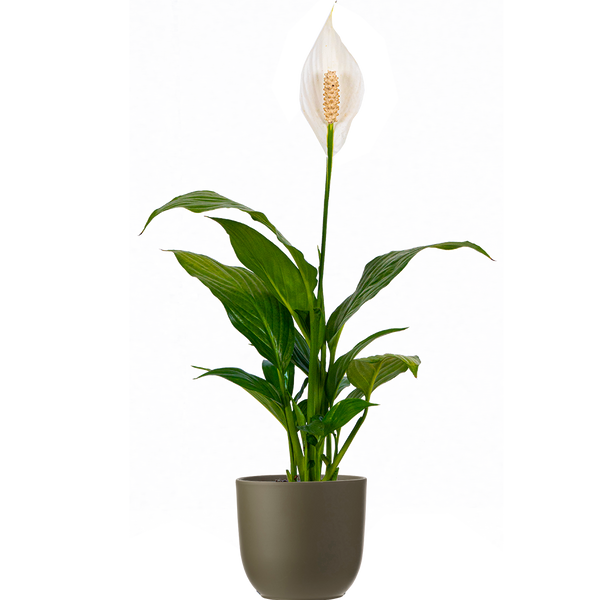 peace lily height and width Peace Lily | Spathiphyllum | 4" Pot | Easy Care Houseplant