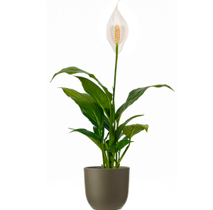 tanner the planter peace lily Peace Lily | Spathiphyllum | 4" Pot | Easy Care Houseplant