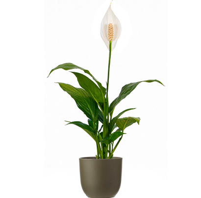 Spathiphyllum | Peace Lily (S)