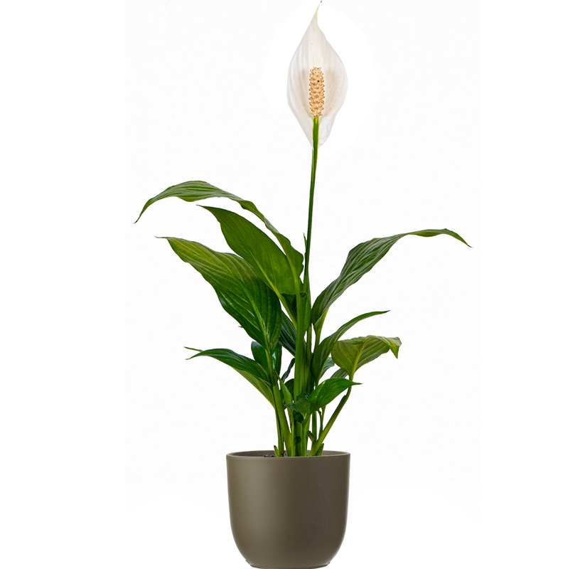 Spathiphyllum | Peace Lily (S)