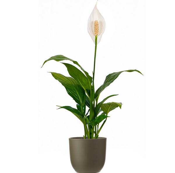 starlight peace lily Peace Lily | Spathiphyllum | 4" Pot | Easy Care Houseplant