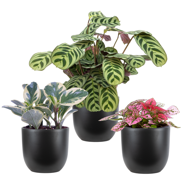 pots for hoya plants Pet Friendly Trio - Assorted (S)