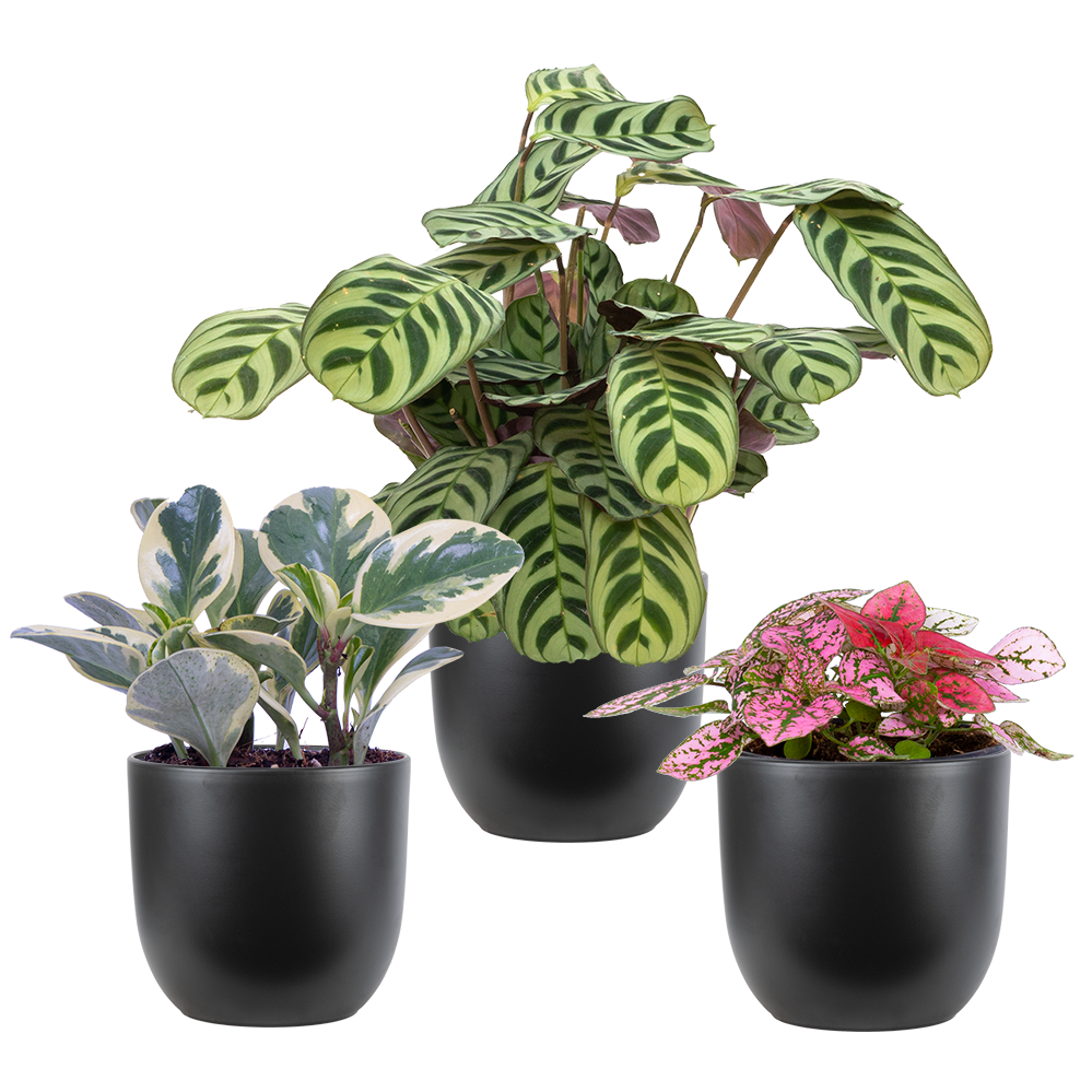 Pet Friendly Trio - Assorted (S) | Black Pots