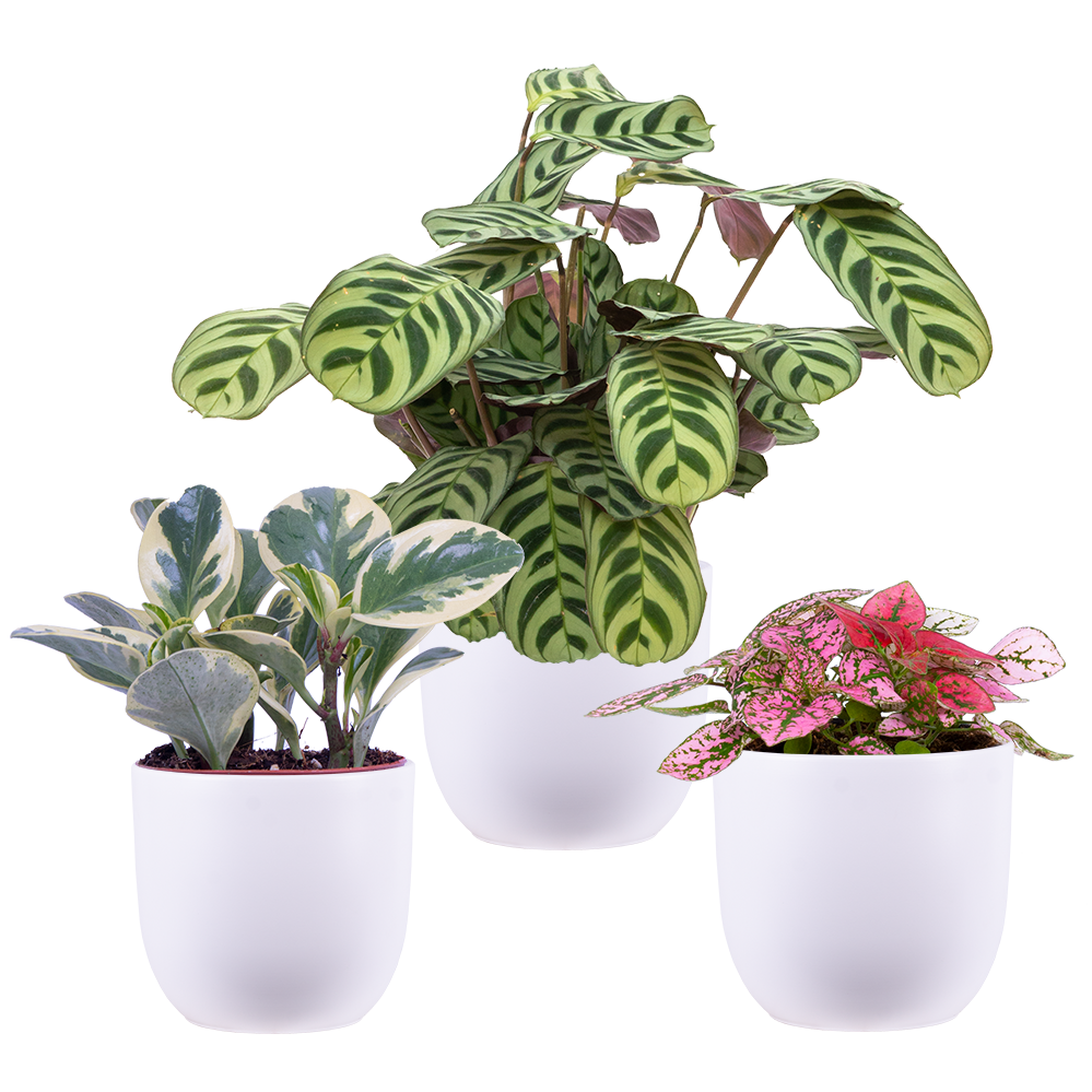 Pet Friendly Trio - Assorted (S) | White Pots