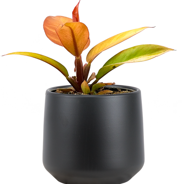 Philodendron Red Sun | 4
