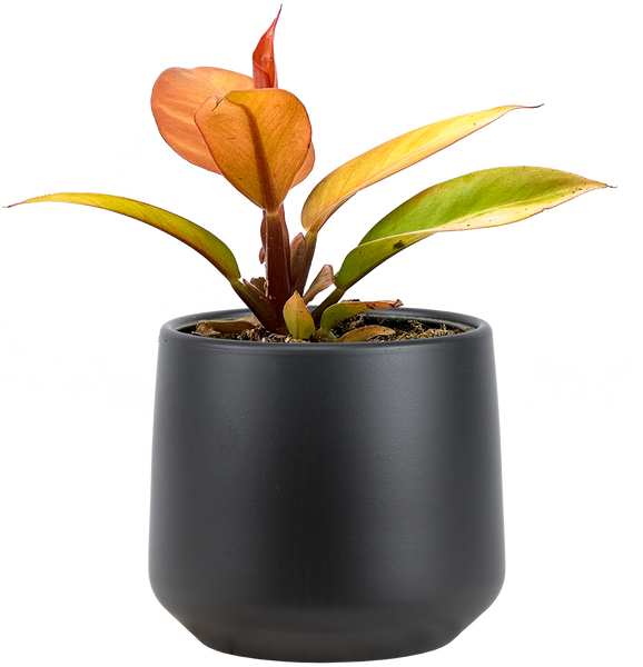 philodendron prince of orange watering Philodendron Red Sun | 4" Pot | Easy Care Houseplant
