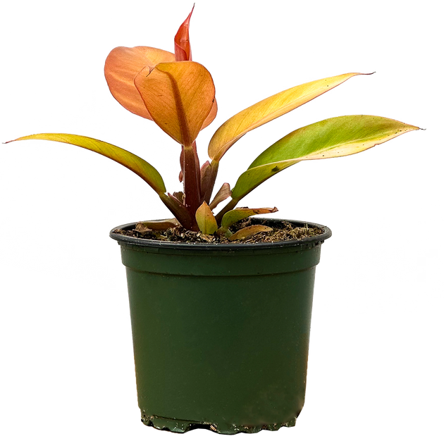 how to care for red sun philodendron Philodendron Red Sun | 4" Pot | Easy Care Houseplant