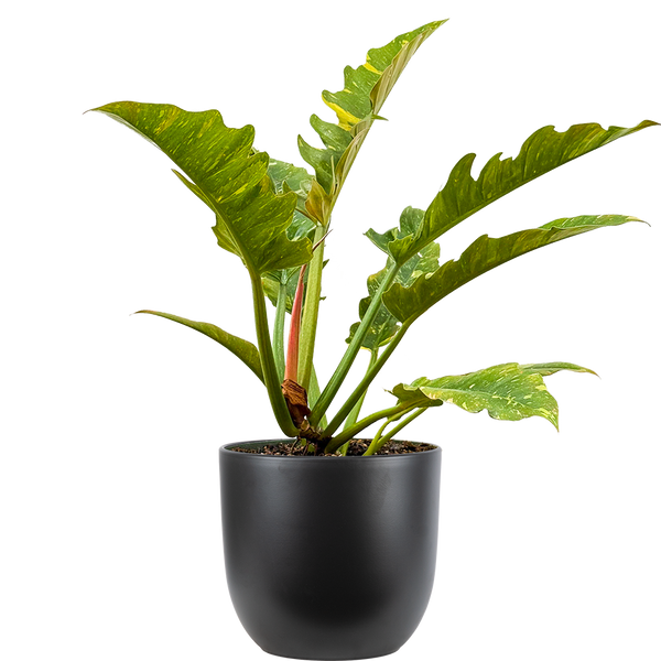 Philodendron Ring of Fire | 8