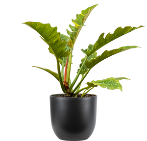 ring of fire philodendron care Philodendron Ring of Fire | 8