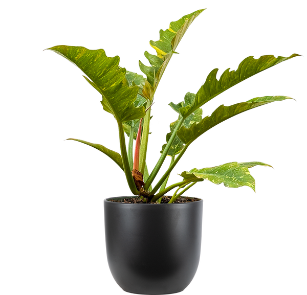 Philodendron Ring of Fire | 8