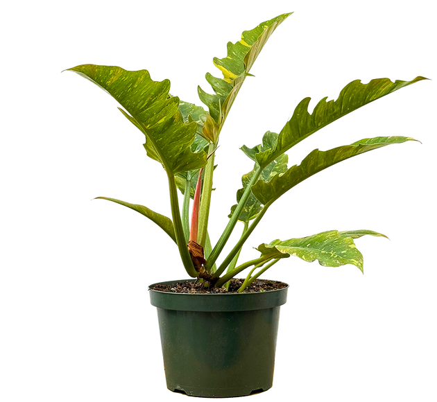 philodendron ring fire Philodendron Ring of Fire | 8" Pot | Easy Care Houseplant