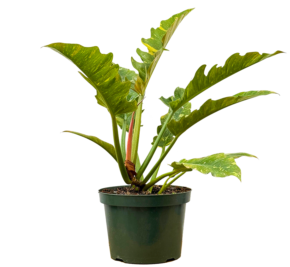 Philodendron Ring of Fire (L)