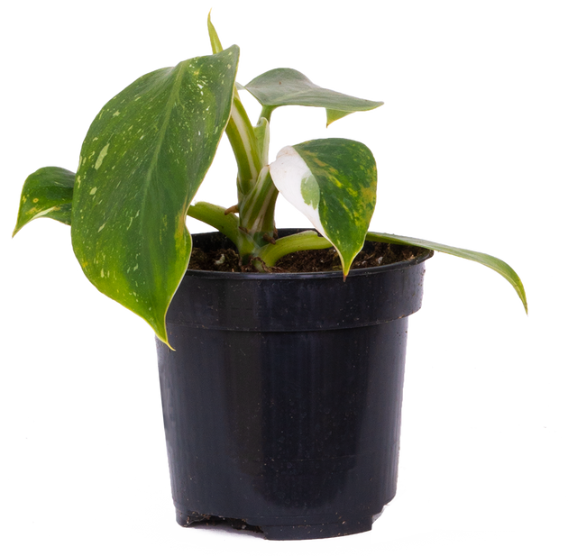how to care for philodendron white wizard Philodendron White Wizard | 4" Pot | Easy Care Houseplant