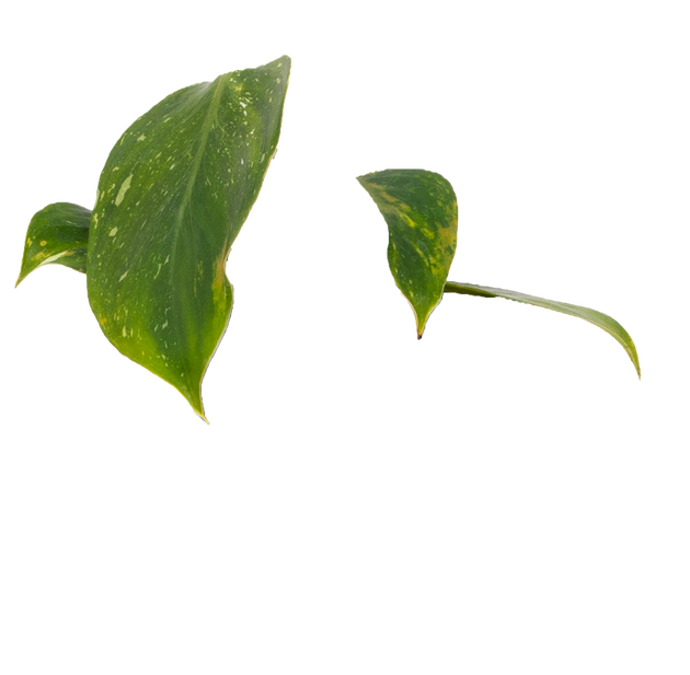 white wizard pothos Philodendron White Wizard | 4" Pot | Easy Care Houseplant