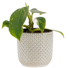 philodendron gloria Philodendron Gloriosum | 4" Pot | Easy Care Houseplant