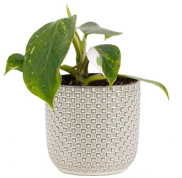 large white wizard philodendron Philodendron White Wizard | 4" Pot | Easy Care Houseplant