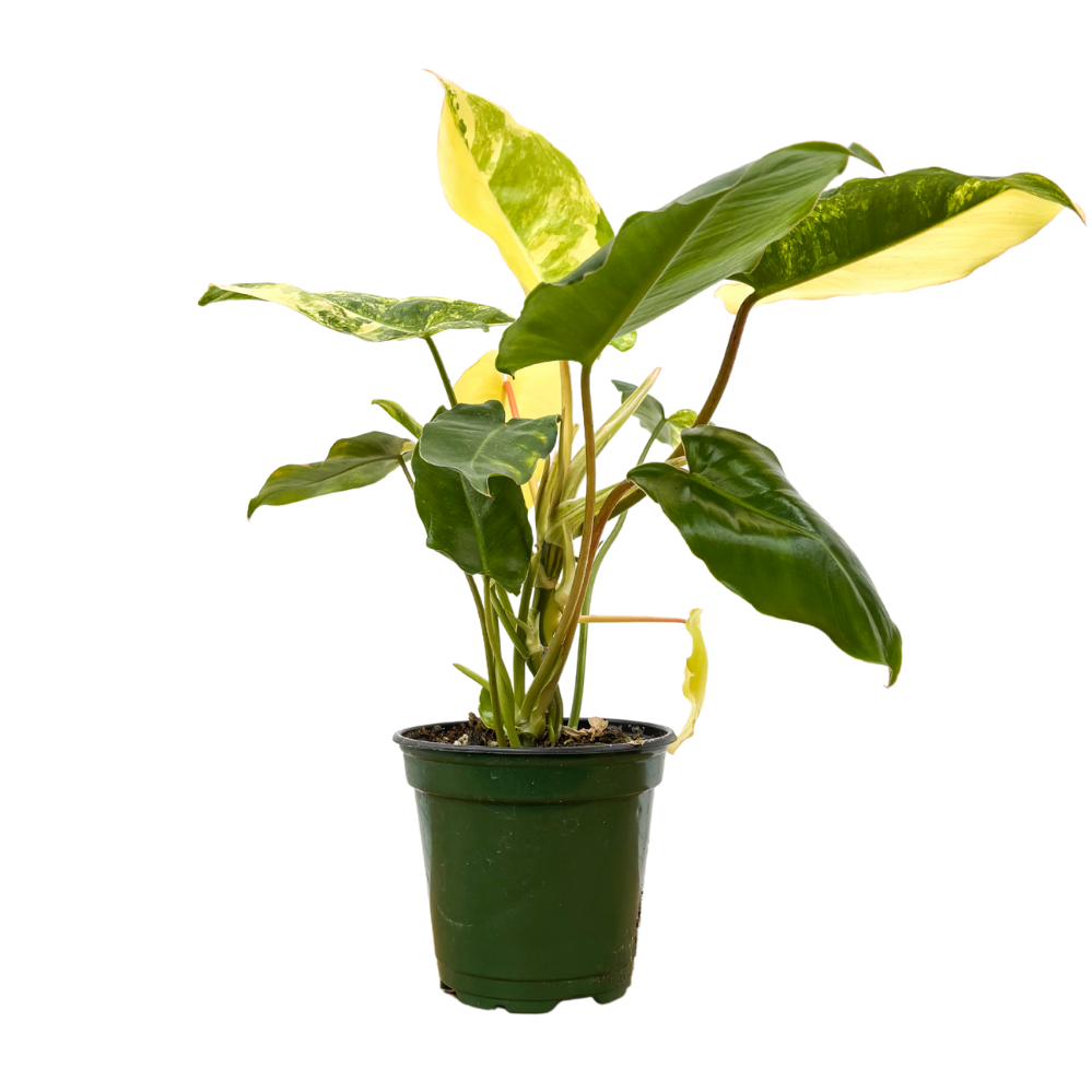 Philodendron Burle Marx Variegata (S)
