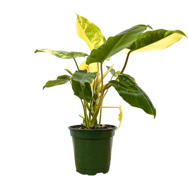Burle Marx Philodendron (Philodendron Burle Marx Albo Variegata) Live Houseplant 6