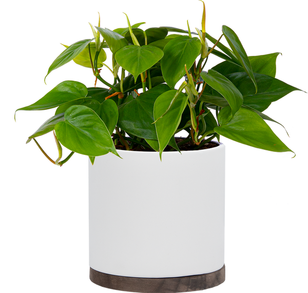 philodendron cordatum in water Philodendron Cordatum | 6" Pot | Easy Care Houseplant