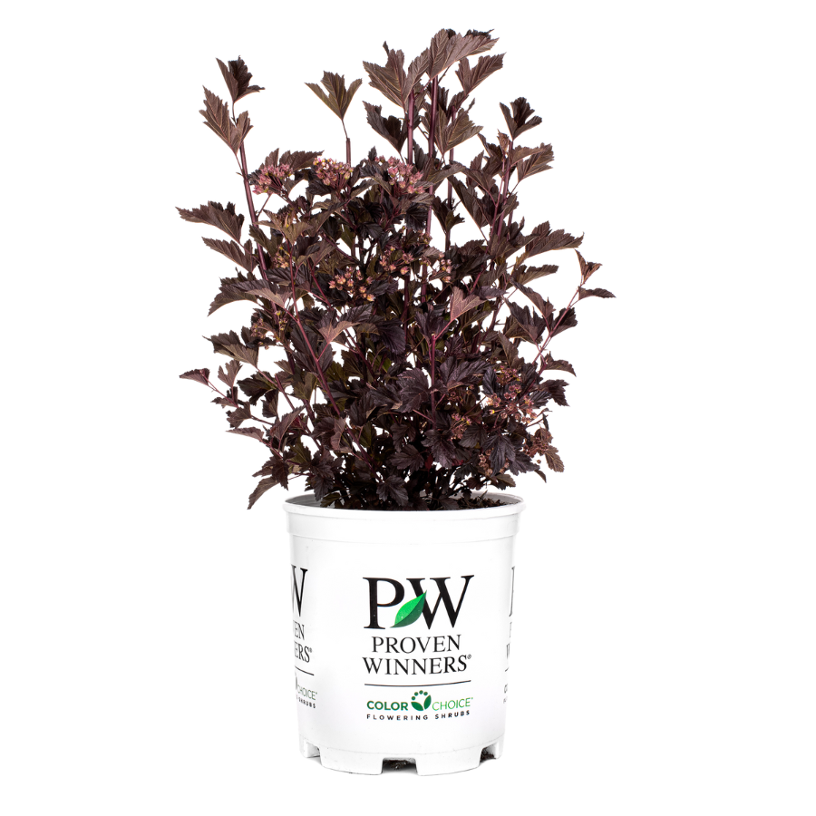 Summer Wine® | Ninebark Physocarpus Opulifolius (L) | Proven Winners®