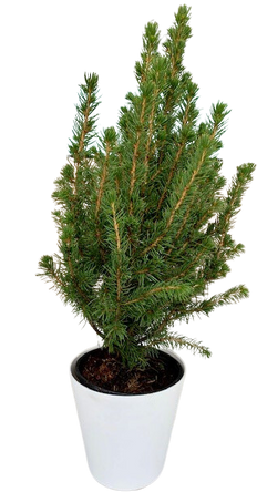 Picea Glauca Conica | Alberta Spruce (S)