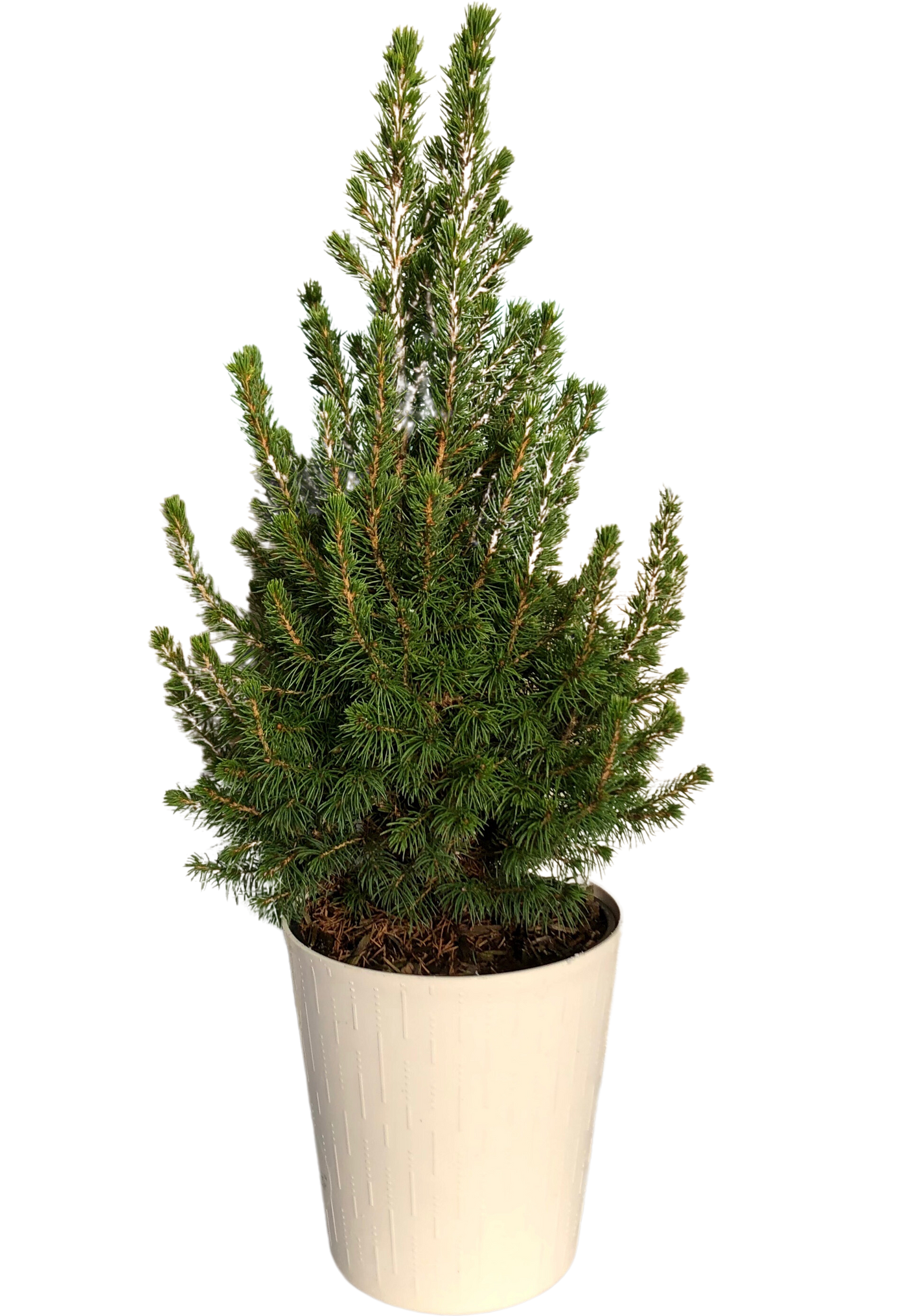 Picea Glauca Conica | Alberta Spruce With White Cover Pot (M)
