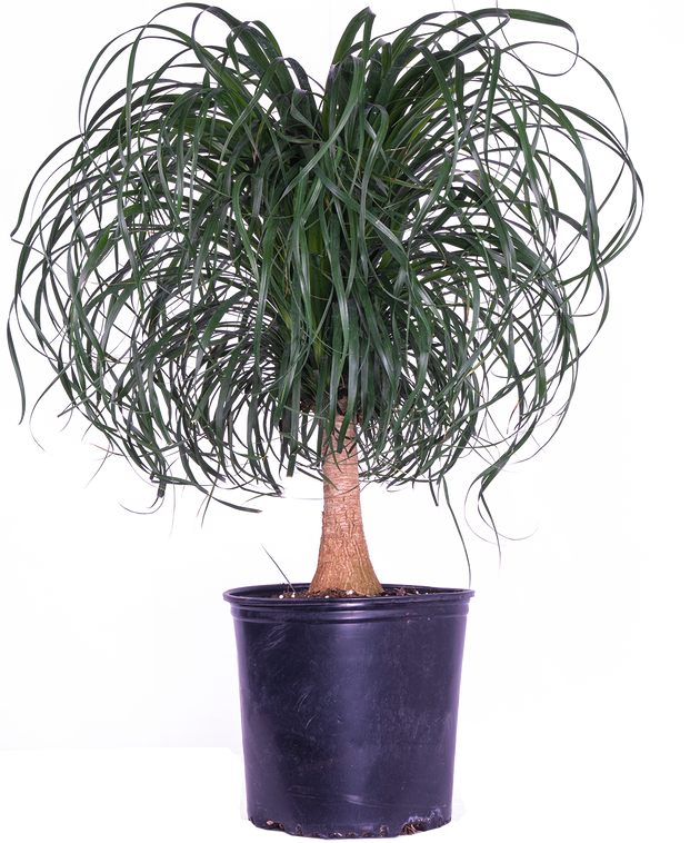palm ponytail plant care Ponytail Palm | Beaucarnea | 10" Pot | Pet Friendly And Easy Care Houseplant