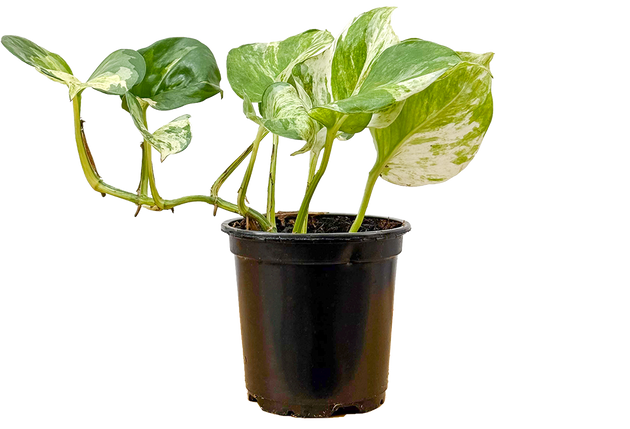 pothos plants for sale near me Pothos Manjula | 4" Pot | Rare Houseplant