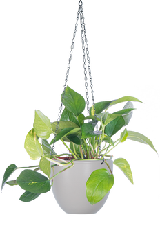 silver moon pothos Scindapsus Treubii Moonlight | Sterling Silver Pothos | 6" Pot | Easy Care Houseplant