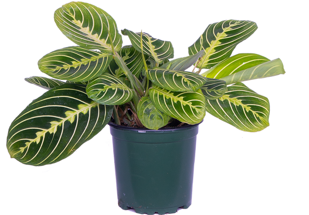 prayer plant green Maranta Leuconeura | Lemon Lime Prayer Plant | 4" Pot | Pet Friendly And Easy Care Houseplant