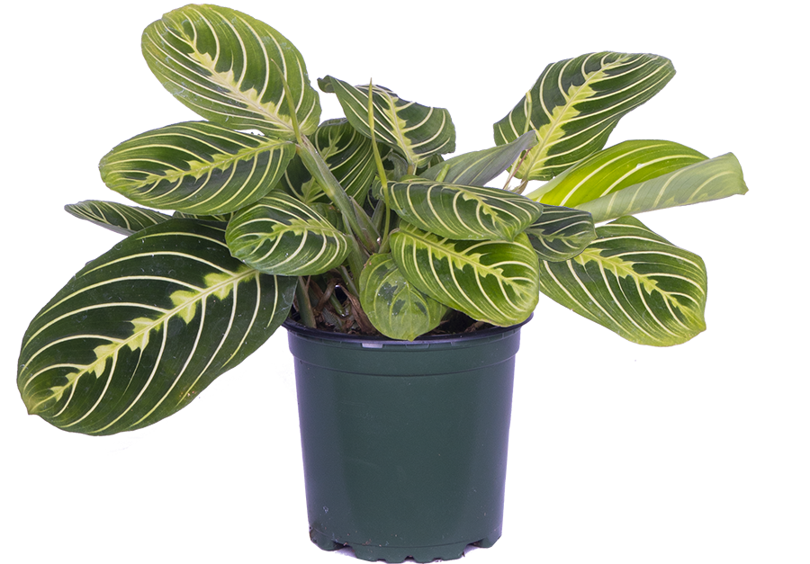 Maranta Leuconeura | Lemon Lime Prayer Plant (S)