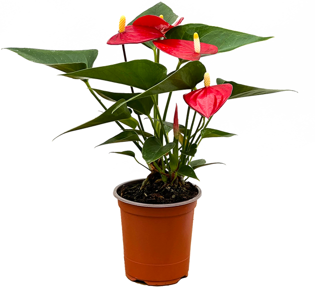 potted anthurium care Red Anthurium | 4" Pot | Easy Care Houseplant