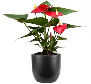 anthurium potted Red Anthurium | 4