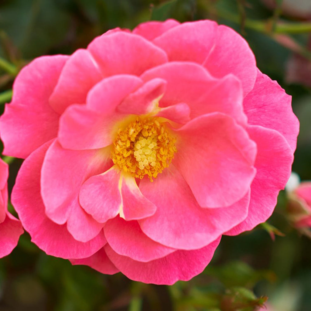 Aurora Borealis ™ | Rosa (L) – Plantsome