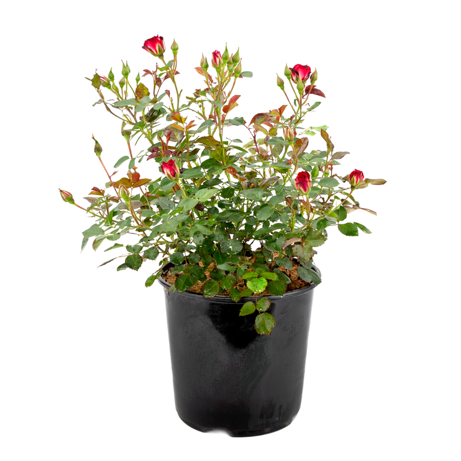 Canadian Shield | Rosa (L)