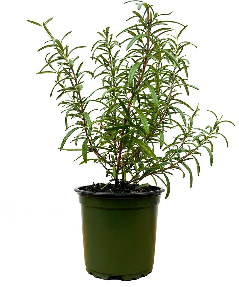 Rosemary (S)
