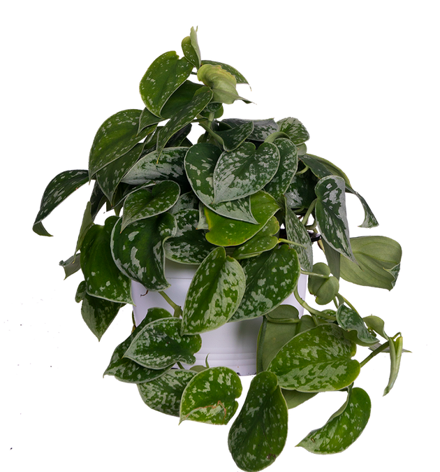 satin pothos argyraeus Scindapsus Pictus 'Argyraeus' | Satin Pothos | 6" Pot | Easy Care Houseplant