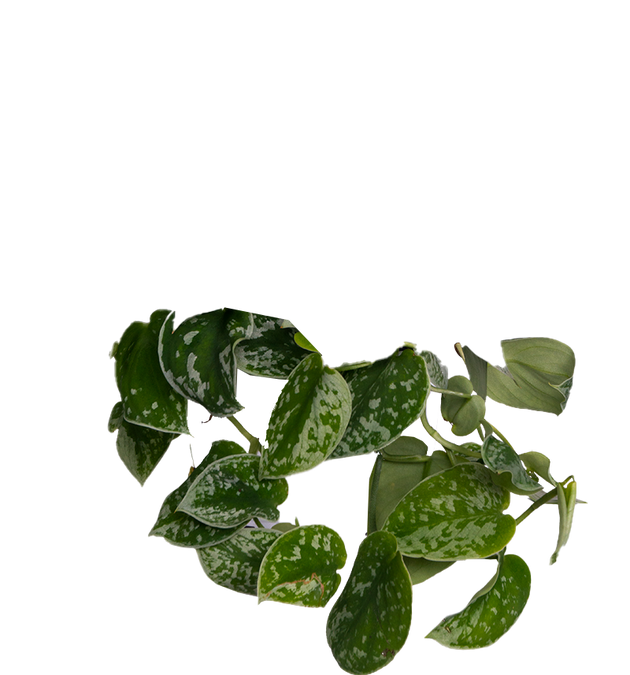 satin pothos argyraeus Scindapsus Pictus 'Argyraeus' | Satin Pothos | 6" Pot | Easy Care Houseplant