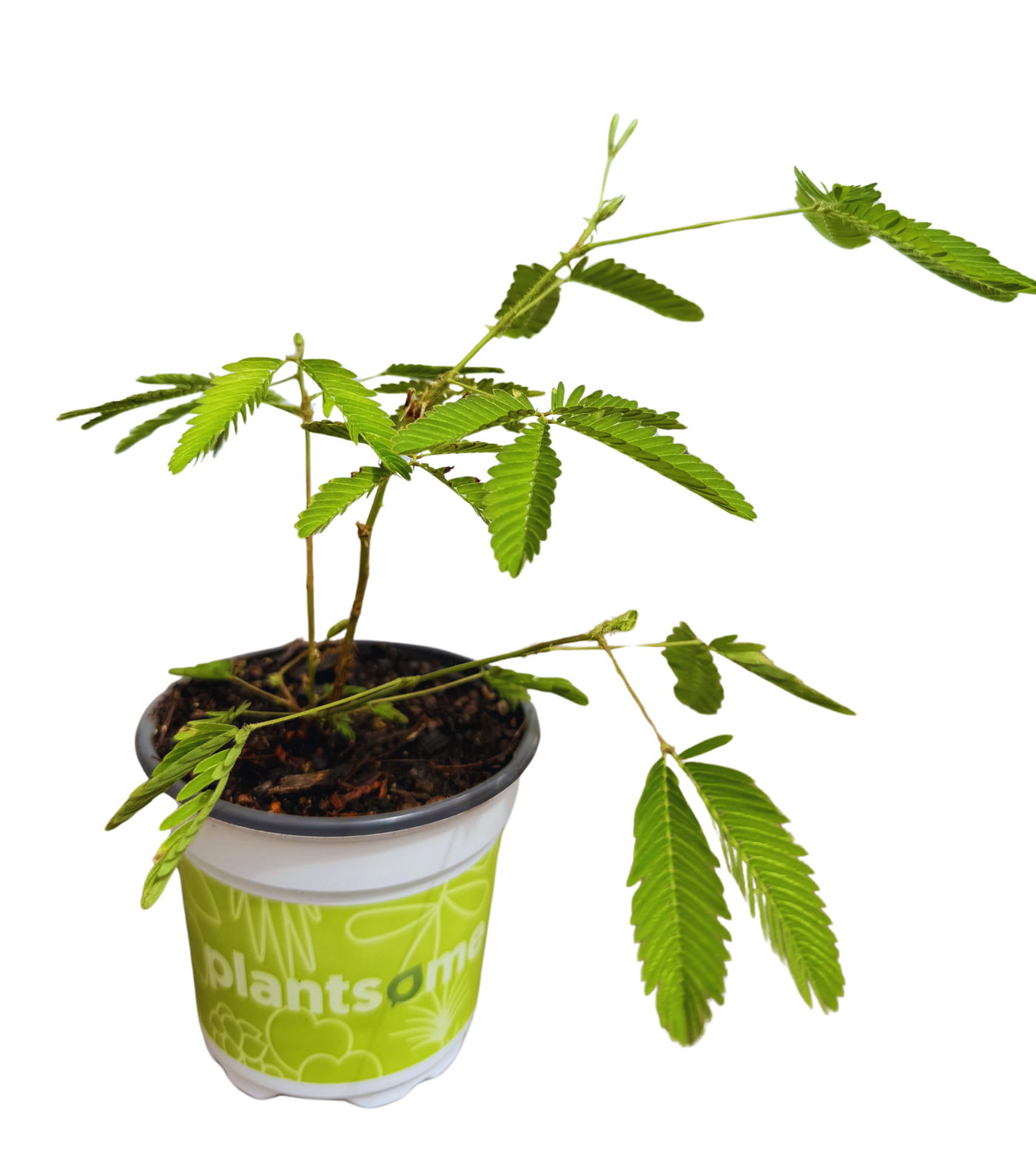 Sensitive Plant | Mimosa pudica (S)