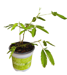 Sensitive Plant | Mimosa pudica (S)