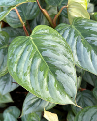 philodendron sodiroi ornatum Philodendron Sodiroi | 4" Pot | Easy Care Houseplant