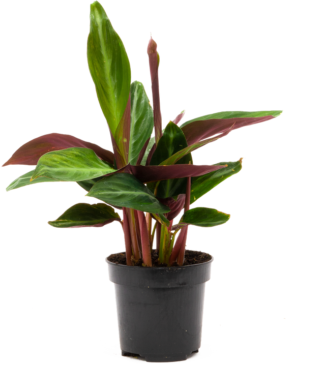 Stromanthe Sanguinea (S)