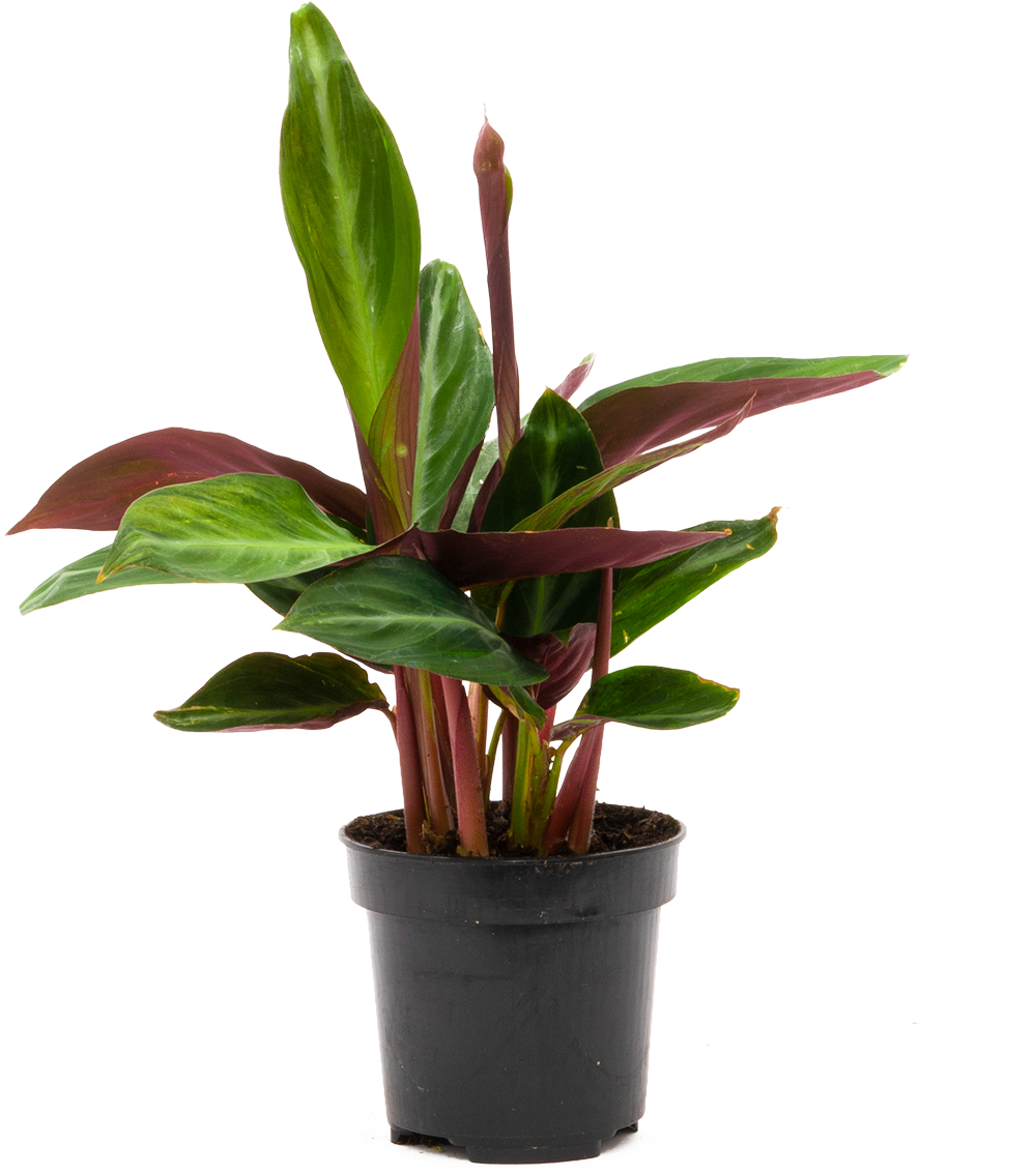 Stromanthe Sanguinea (S)