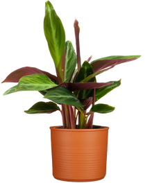 Stromanthe Sanguinea (S)