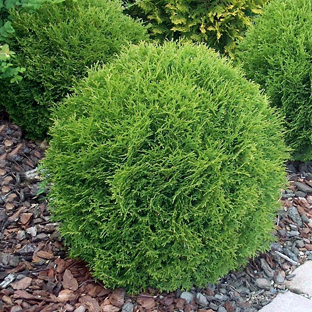 Thuja Occidentalis Danica Cedar L Plantsome thuja-occidentalis-danica-cedar-l-plantsome