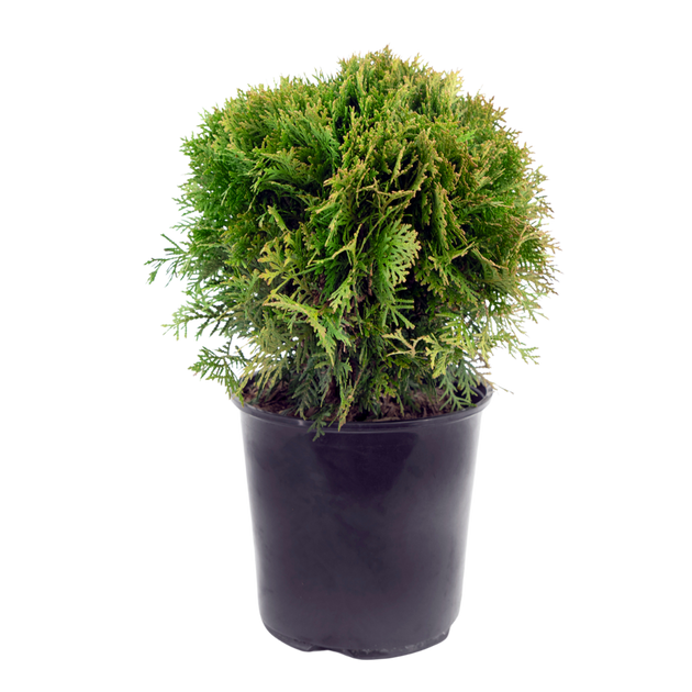 Thuja Occidentalis