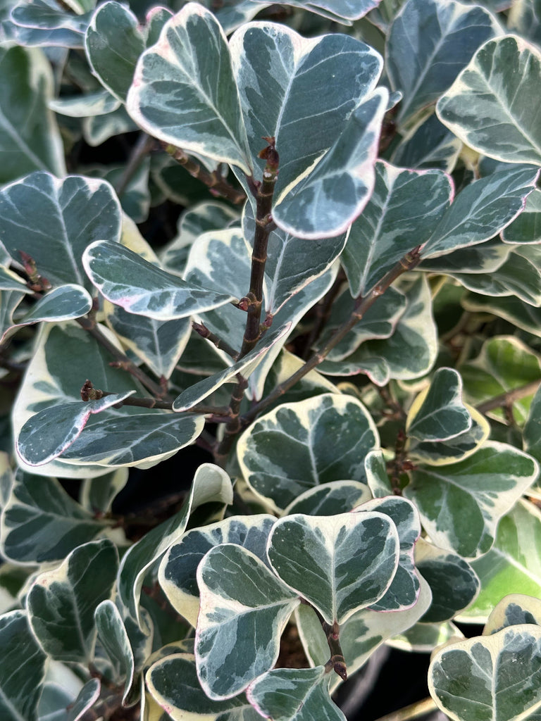 Fixus Tree Triangular Ficus Triangularis Variegata | Triangle Ficus | 4