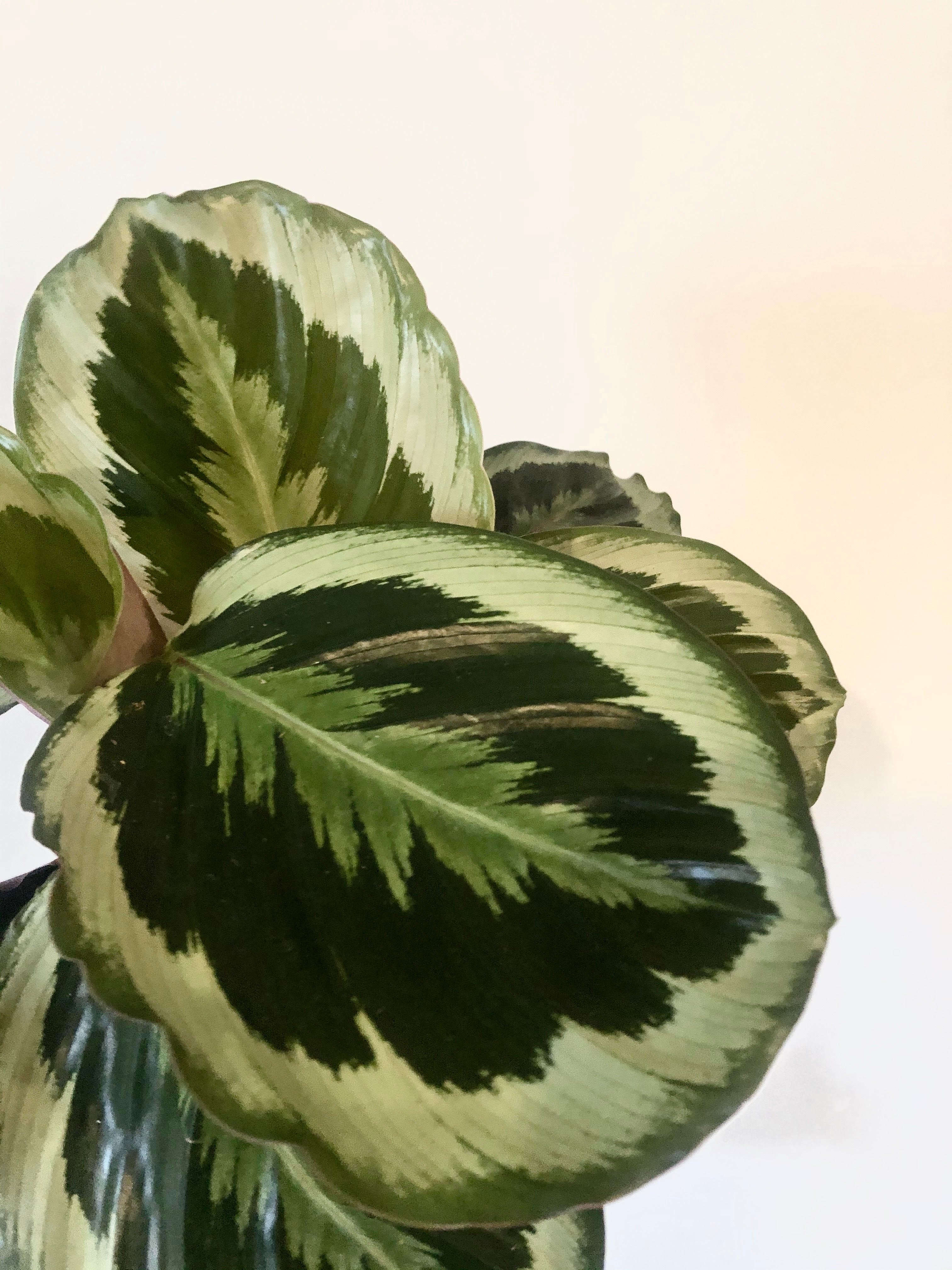 Plantsome Calathea Medallion - Thumbnail 3