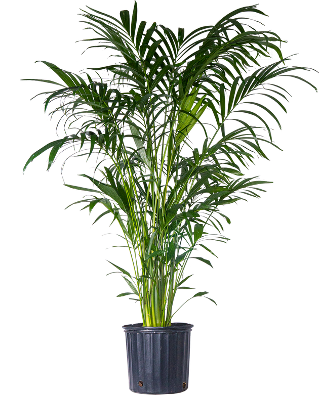 cat palm direct sunlight Cat Palm | Chamaedorea Cataractarum | 10" Pot | Pet Friendly Houseplant