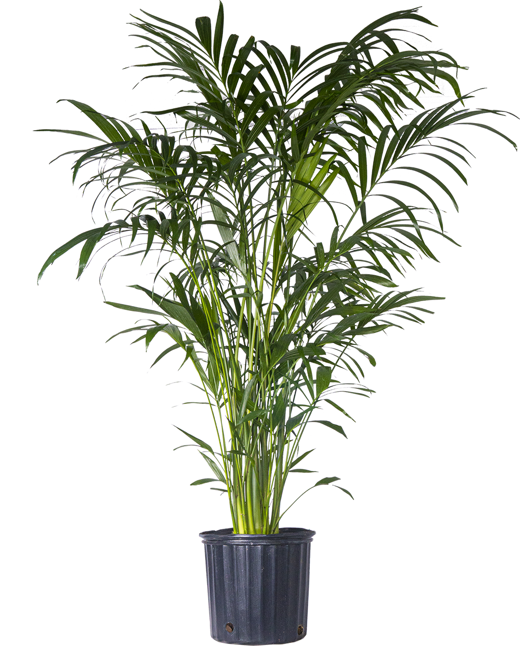 Cat Palm | Chamaedorea Cataractarum (XL)